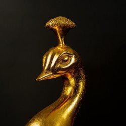 孔雀开屏 孔雀开屏